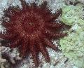 Akwarium Korona Cierniowa morza gwiazd, Acanthaster planci czerwony zdjęcie