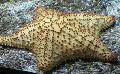 Аквариум Теңіз омыртқасыздары Star Oreaster Таза (Теңіз-Жастық) теңіз жұлдызы Фото мен сипаттамалары
