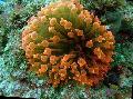 Akvarium Boble Tip Anemone (Corn Anemone), Entacmaea quadricolor gul Foto