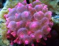 Akvaarium Mere Selgrootud Mull Otsa Ülane (Mais Anemone)  Foto ja omadused