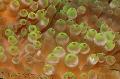 Akvárium Bublina Tip Sasanky (Anemone Kukuřice), Entacmaea quadricolor šedá fotografie