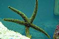 Akvárium Mořských Bezobratlých Galatheas Sea Star  fotografie a charakteristiky