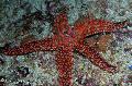 Аквариум Galatheas Морска Звезда, Nardoa sp. червен снимка