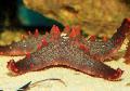 Akvarij Choc Chip (Bunka) Morska Zvezda, Pentaceraster sp. rdeča fotografija