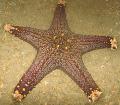 Akvarij Choc Čip (Drška) Sea Star morske zvijezde, Pentaceraster sp. svijetloplava Foto