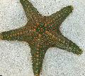 Akvárium Morských Bezstavovcov Choc Chip (Gombík) Sea Star hviezdy mora fotografie a vlastnosti