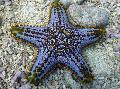 水族館 海の無脊椎動物 チョコチップ（ノブ）海の星  フォト と 特性