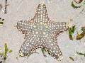 Akvārijs Šokolādes Chip (Kloķus) Jūras Zvaigzne, Pentaceraster sp. svītrains Foto