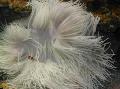 Аквариум Актиния кожистая (криспа) актинии, Heteractis crispa белый Фото
