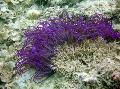 Aquarium Anemone Farraige Feirbthe (Anemone Ordinari) bundúin leice, Heteractis crispa corcra Photo