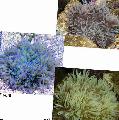 Akvarij Morski Nevretenčarji Beaded Sea Anemone (Ordinari Anemone) vetrnic fotografija in značilnosti