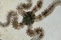 水族館 脆性海の星, Ophiocoma ライトブルー フォト