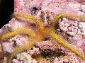 Акваријум Sponge Brittle Sea Star морска звезда, Ophiothrix жут фотографија