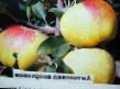 Jabłka  Antonovka aportovaya gatunek zdjęcie