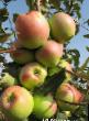 Jabłka  Sinap orlovskijj gatunek zdjęcie