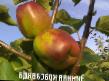 Jabolka sort Zimnyaya krasavica (Zimnee Kamendrovskogo) fotografija in značilnosti