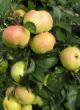 Μήλα  Bogatyr ποικιλία φωτογραφία