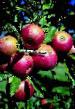 Manzanas variedades Pamyat voinu Foto y características