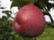 Manzanas variedades Podarok Grafskomu Foto y características