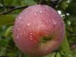 Jablka druhy Orlik fotografie a charakteristiky