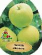 des pommes  Papirovka (Belyjj naliv pribaltijjskijj, Alebastrovoe) l'espèce Photo