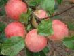 Jabłka gatunki Pepin shafrannyjj zdjęcie i charakterystyka