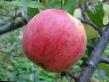 Jabolka sort Chistotel  fotografija in značilnosti