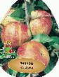 Μήλα ποικιλίες Vasyugan  φωτογραφία και χαρακτηριστικά