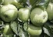 Äpplen sorter Renet Simirenko (Renet P. F. Simirenko, Zelenyjj renet Simirenko) Fil och egenskaper