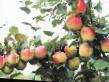 Jablka druhy Yubilejj Moskvy fotografie a charakteristiky