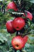 Μήλα ποικιλίες Cheremosh φωτογραφία και χαρακτηριστικά