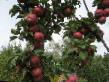 Jabłka  Chervonec gatunek zdjęcie