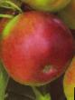 des pommes  Zaryanka l'espèce Photo
