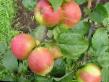 Omenat lajit Yunyjj naturalist kuva ja ominaisuudet