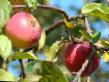 Jabłka gatunki Zvezdochka  zdjęcie i charakterystyka