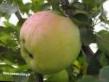 Jablka druhu Kujjbyshevskoe  fotografie a vlastnosti