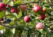 Ябълки сортове Мекинтош  снимка и характеристики