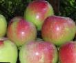 Jabłka gatunki Moskovskoe zimnee  zdjęcie i charakterystyka