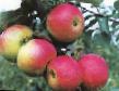 des pommes  Pamyat Semakinu  l'espèce Photo