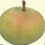 Äpplen  Renet Bergamontnyjj  sort Fil