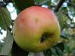 des pommes les espèces Renet Chernenko  Photo et les caractéristiques