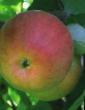 Äpplen sorter Tambovskoe  Fil och egenskaper