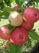 Manzanas  Mechta  variedad Foto