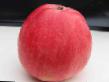 Jablka druhy Rannee utro  fotografie a charakteristiky