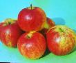 Jablka druhy Bessemyanka michurinskaya  fotografie a charakteristiky