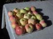 Manzanas  Izbrannica  variedad Foto