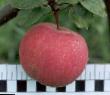 des pommes les espèces Uslada  Photo et les caractéristiques
