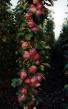 des pommes les espèces Moskovskoe ozherele (Kh-2) Photo et les caractéristiques