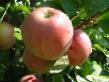 des pommes  Melba l'espèce Photo