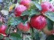 Ябълки сортове Антей  снимка и характеристики